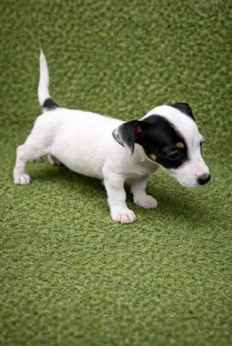 Jack Russel Terrier | Entrega imediata