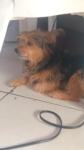 doação de cachorro 