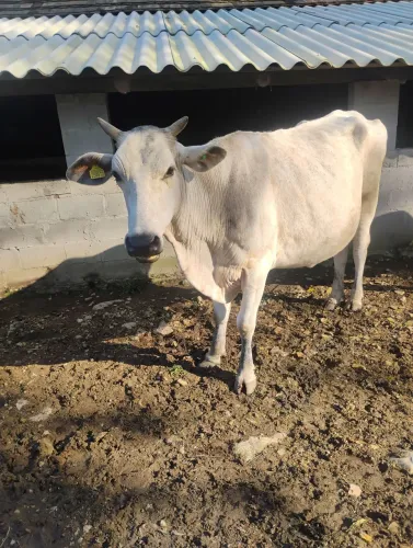 Vaca de leite Girolanda 