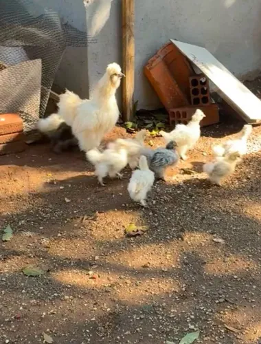 Vendo Franguinhos de Sedosa do Japão 