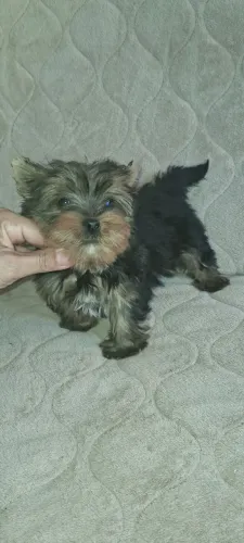 Yorkshire macho 4meses pequeno