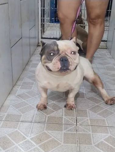 American bully com pedigree em mãos