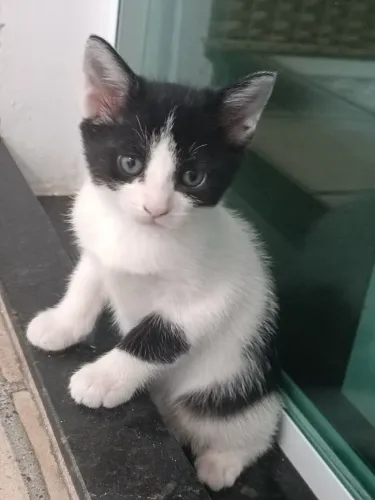 Doação gatinhos
