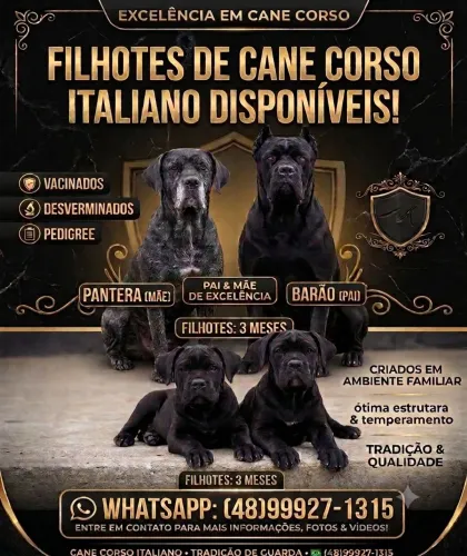 Cane corso