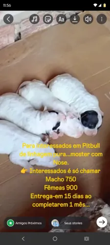 Filhotes Pitbull de linhagem pura macho 800( fêmea 900 reais 