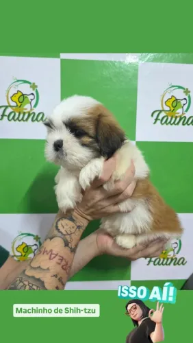 Shih-Tzu 