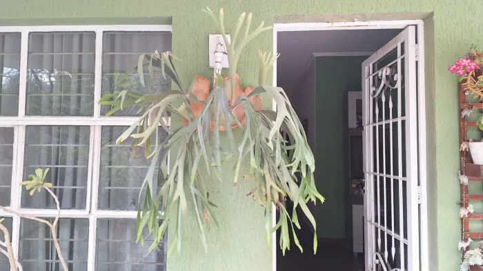 Planta Chifre de veado