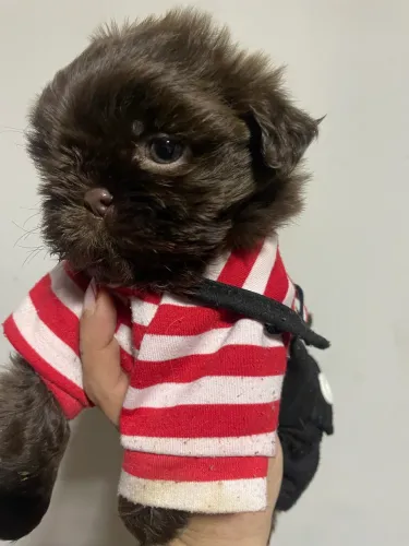 Shihtzu chocolate 