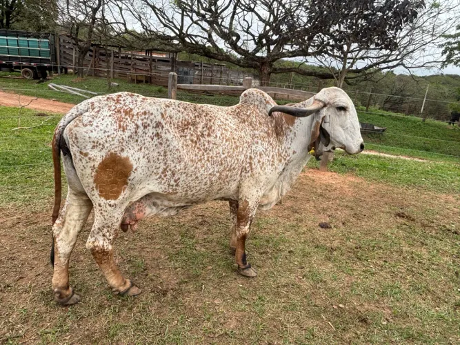 Vacas,novilhas e tourinhos para venda