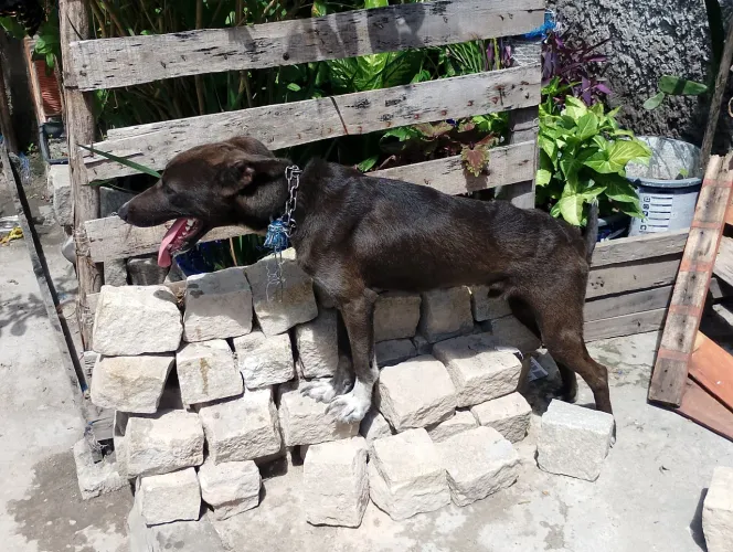 Cachorro pra adoção