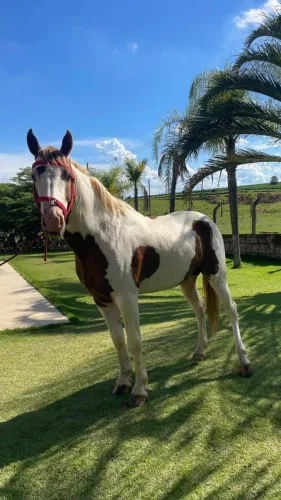 Manga Larga Marchador