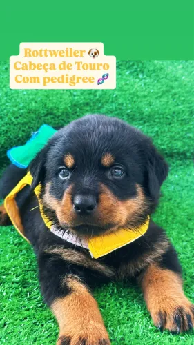 Rottweiler com pedigree