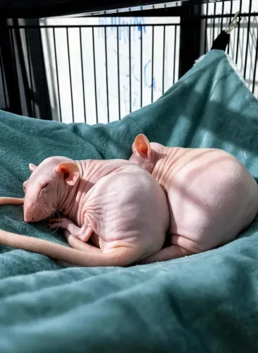 Twister hairless