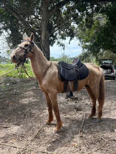 VENDE-SE CAVALO