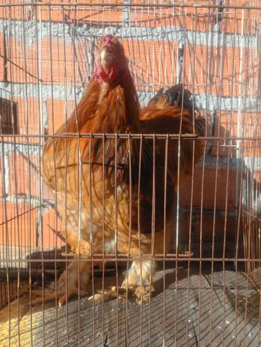 Galo Brahma