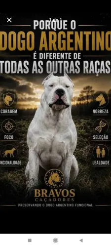DOGO ARGENTINO filhote