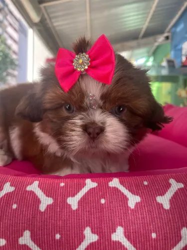 Shih tzu fêmea linhagem chocolate dos olhos verde $2.500,00