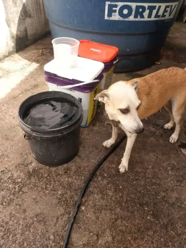 doação de cachorro