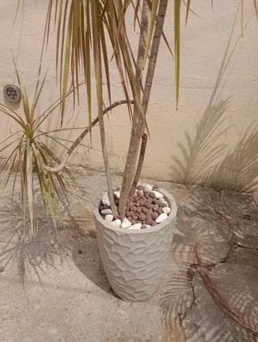 Plantas naturais vaso