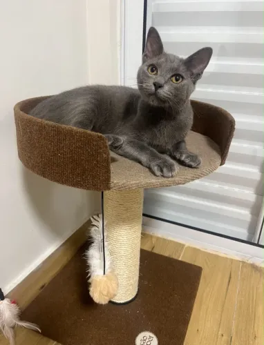 Arranhador com cama para gatos