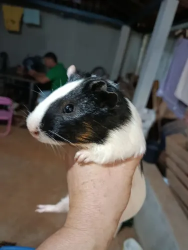 Porquinho da índia