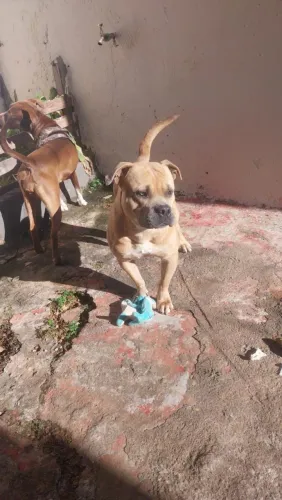 Procuro uma fêmea american bully pra cruz com o meu