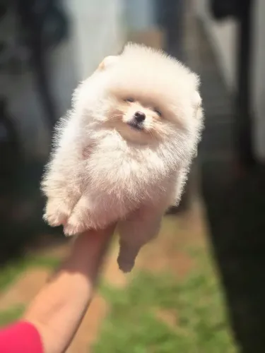 Spitz alemão ursinho macho