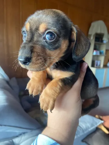 Filhote de Dachshund MACHO 