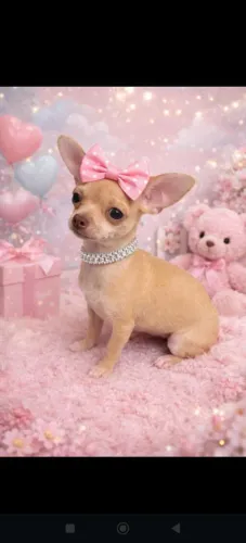 Chihuahua