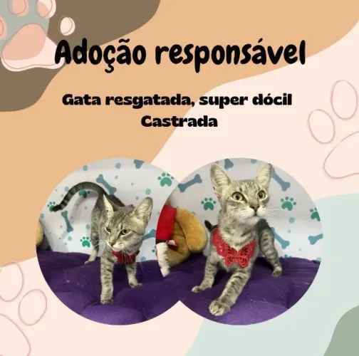 DOAÇÃO RESPONSÁVEL DE FELINO