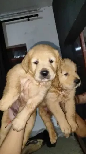 DOAÇÃO FILHOTE DE GOLDEN