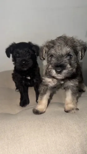 Filhotes de Schnauzer miniatura 