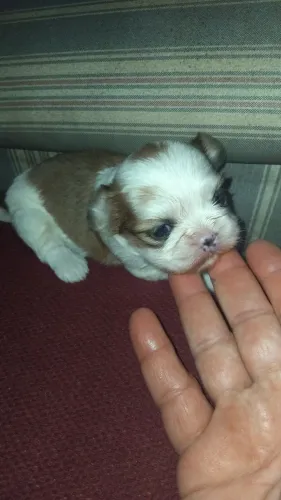 Mini shih tzu femea