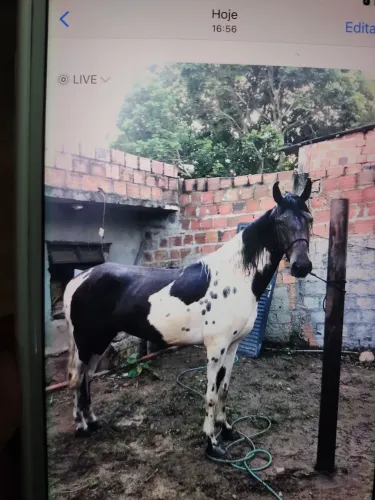 Cavalo de raça 