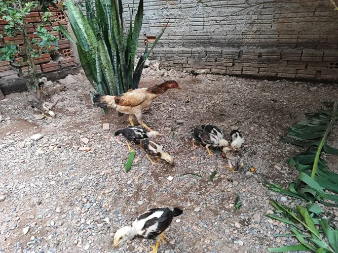 Vendo Franguinhos Índio