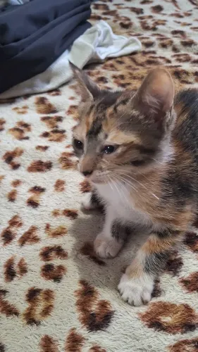 Doando Gatos Filhotes