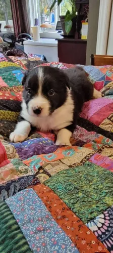 Border Collie na promoção (quase doação!)