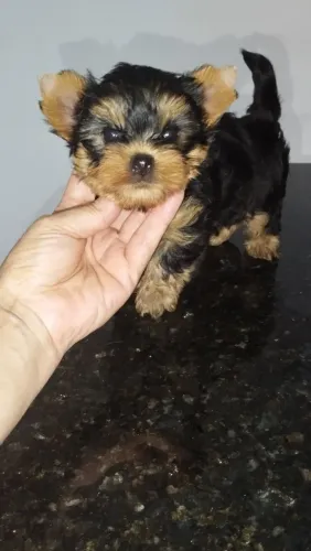 Yorkshire terrier macho