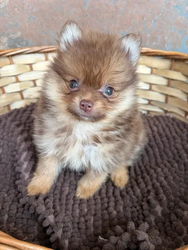 Menino chocotan Spitz Alemão