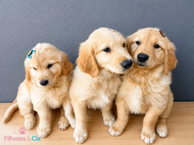 Golden filhotes
