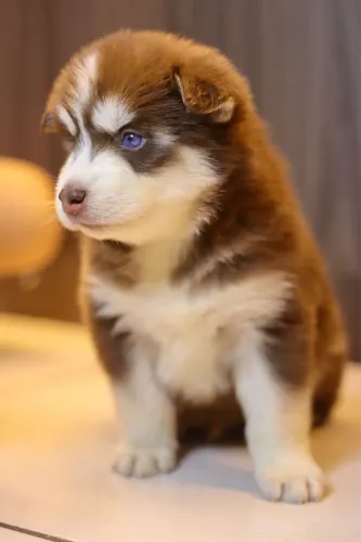 Husky siberiano Wolly com pedigree