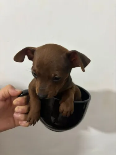 Cachorro