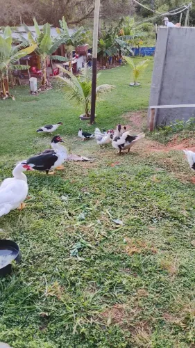 VENDE-SE PATOS