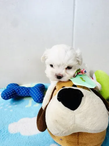VENDE-SE FILHOTE MACHO DE MALTÊS MICRO!!!