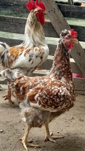 Casal jovem de galinha sertanejo balão 500
