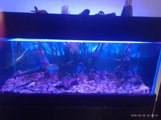 Aquario completo