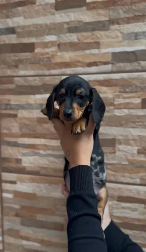basset dachshund fêmeas arlequim prata 