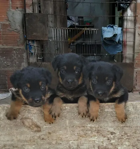 Rottweiler Filhote 