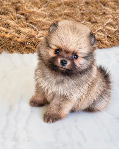 Cachorro SPITZ ALEMÃO 