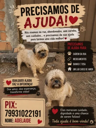 Shitzu para adoção